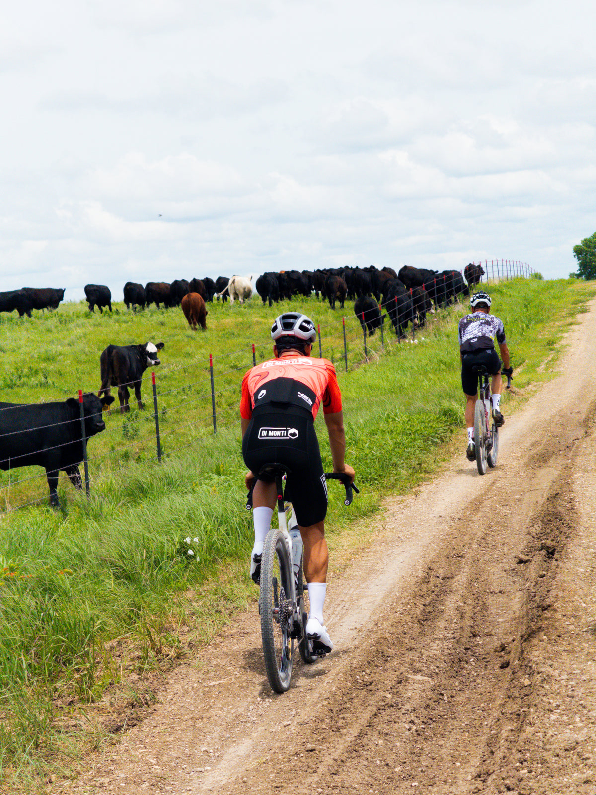 Ciclistas de gravel pasando junto a un rebaño de vacas en Kansas, reconocimiento de Unbound 2026